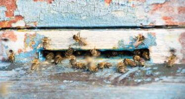 Insetti impollinatori, Ispra: 9% di api e farfalle a rischio estinzione