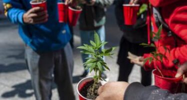 Cannabis, al via il referendum per la depenalizzazione