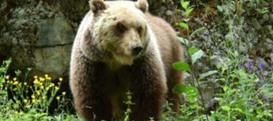 “Un orso è salito in balcone, mio marito si è buttato”