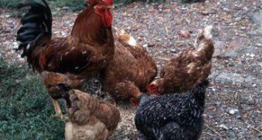 Influenza aviaria, focolaio Ostia “sotto controllo”