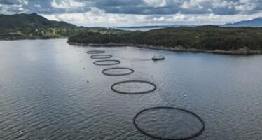 Norwegian Seafood Council, zero antibiotici in allevamenti salmone