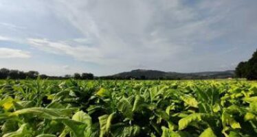Philip Morris Italia apre a start-up e pmi per innovare la filiera agricola del tabacco