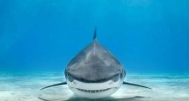 Stop commercio di pinne di squalo, lo chiedono 1,2 mln di europei