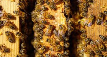 Più fiori per la salvaguardia delle api e dell’ambiente