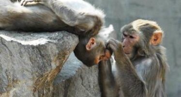 Vaiolo delle scimmie, Europa e Stati Uniti in allerta: cosa sappiamo