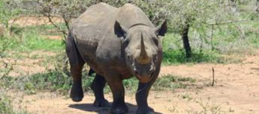 I rinoceronti della Namibia in pericolo