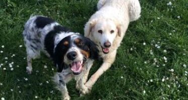 Covid, dopo il boom di adozioni 117mila cani restituiti