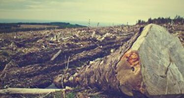 Multinazionali, dall’ONU appello ad agire contro la deforestazione