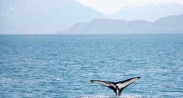 Meno balene uccise dalle reti, ma la minaccia resta