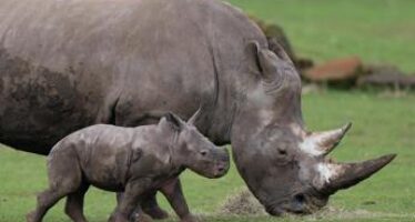 Dopo 40 anni i rinoceronti ritornano in Mozambico