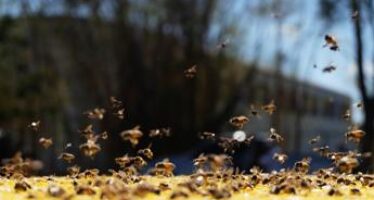 Messina, ‘assalito’ da sciame di api e calabroni: morto operaio