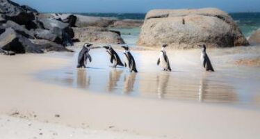 I Pinguini africani minacciati dalle navi