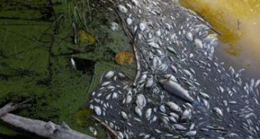 Mistero moria oltre 10 tonnellate di pesci nell’Oder