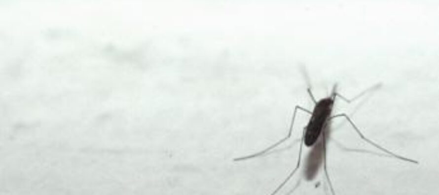 Nuoro, individuato virus ‘Usutu’ in zanzare comuni