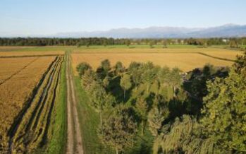 Agricoltura: bio e con meno consumo di acqua, la ‘ricetta’ del Biodistretto del riso piemontese