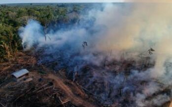 Degradato più di un terzo della foresta amazzonica?
