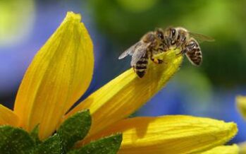 Corridoi ecologici per le api europee