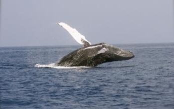 Gli Stati Uniti non rallenteranno le navi per salvare le balene