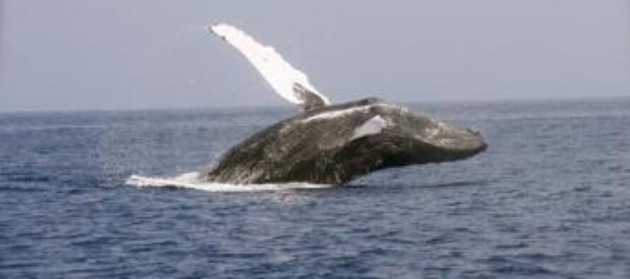 Gli Stati Uniti non rallenteranno le navi per salvare le balene