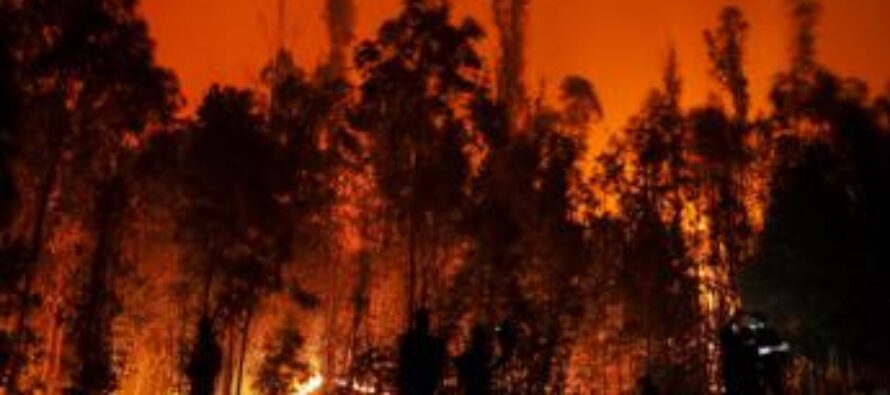 Cile, maxi incendi nei boschi: almeno 23 morti