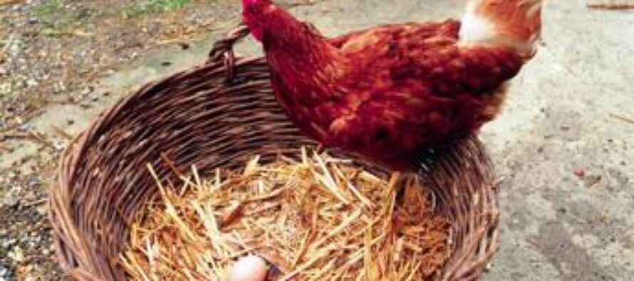 Egitto, zampe di gallina contro fame: bufera su consigli governo