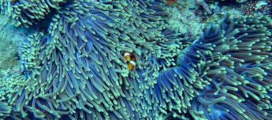 Australia, la barriera corallina continua a perdere biodiversità