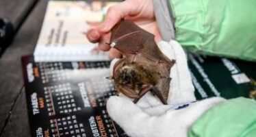 Cambiamenti climatici e malattie minacciano i pipistrelli del Nord America